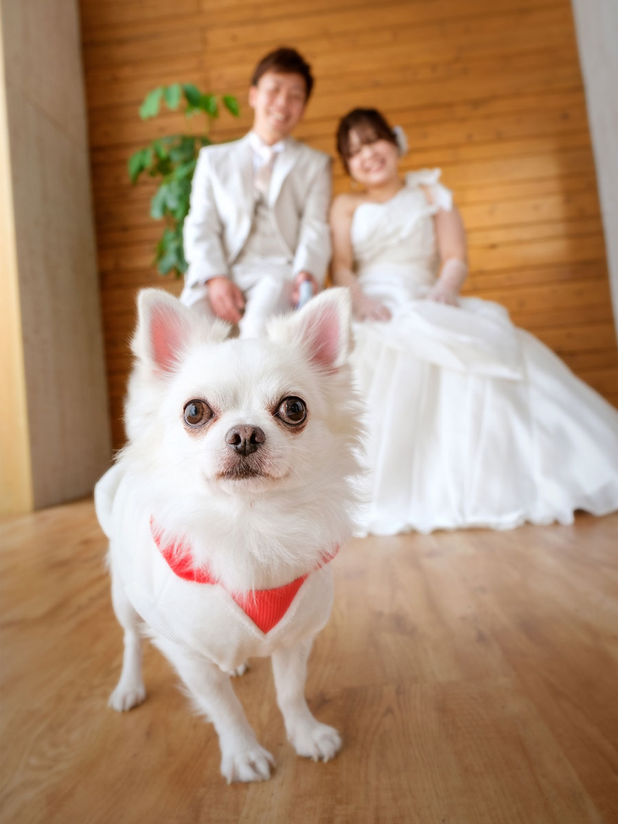 フォト婚もおまかせください！